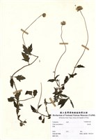 藏品(長柄菊)的圖片